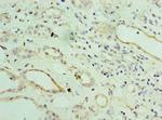 ST8SIA2 Antibody in Immunohistochemistry (Paraffin) (IHC (P))