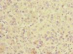 SLC25A36 Antibody in Immunohistochemistry (Paraffin) (IHC (P))