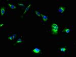 MRAP2 Antibody in Immunocytochemistry (ICC/IF)