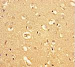 MRAP2 Antibody in Immunohistochemistry (Paraffin) (IHC (P))