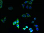 PQLC3 Antibody in Immunocytochemistry (ICC/IF)