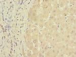 PQLC3 Antibody in Immunohistochemistry (Paraffin) (IHC (P))