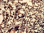 SGMS2 Antibody in Immunohistochemistry (Paraffin) (IHC (P))