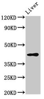 SGMS2 Antibody in Western Blot (WB)