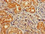 Neuropeptide Y Receptor 6 Antibody in Immunohistochemistry (Paraffin) (IHC (P))