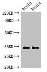 Neuropeptide Y Receptor 6 Antibody in Western Blot (WB)