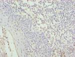 C17orf62 Antibody in Immunohistochemistry (Paraffin) (IHC (P))