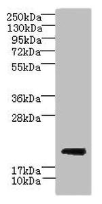 C17orf62 Antibody in Western Blot (WB)