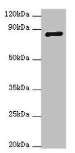 ADAM33 Antibody in Western Blot (WB)