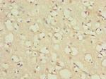 TCEAL7 Antibody in Immunohistochemistry (Paraffin) (IHC (P))