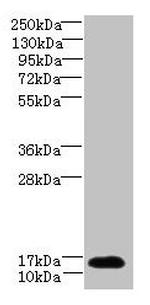 TCEAL7 Antibody in Western Blot (WB)