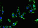 PARD6G Antibody in Immunocytochemistry (ICC/IF)