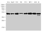 PARD6G Antibody in Western Blot (WB)