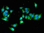 YIPF3 Antibody in Immunocytochemistry (ICC/IF)