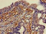 YIPF3 Antibody in Immunohistochemistry (Paraffin) (IHC (P))