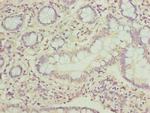 PPIL3 Antibody in Immunohistochemistry (Paraffin) (IHC (P))