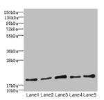 PPIL3 Antibody in Western Blot (WB)