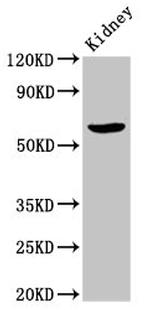 ACBD3 Antibody in Western Blot (WB)