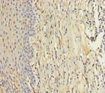 ZMAT5 Antibody in Immunohistochemistry (Paraffin) (IHC (P))