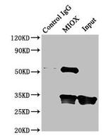 MIOX Antibody in Immunoprecipitation (IP)