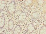 SLC23A2 Antibody in Immunohistochemistry (Paraffin) (IHC (P))