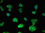 IQCG Antibody in Immunocytochemistry (ICC/IF)