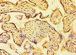 HAUS4 Antibody in Immunohistochemistry (Paraffin) (IHC (P))