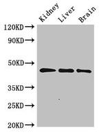 PIPOX Antibody in Western Blot (WB)