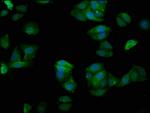 GCP4 Antibody in Immunocytochemistry (ICC/IF)