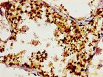 GCP4 Antibody in Immunohistochemistry (Paraffin) (IHC (P))