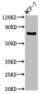 GCP4 Antibody in Western Blot (WB)