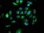 EGFL5 Antibody in Immunocytochemistry (ICC/IF)