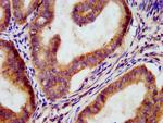 EGFL5 Antibody in Immunohistochemistry (Paraffin) (IHC (P))