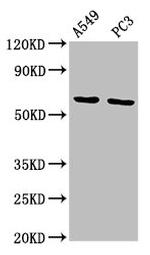 EGFL5 Antibody in Western Blot (WB)