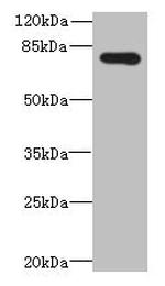 ELTD1 Antibody in Western Blot (WB)