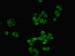 RAVER2 Antibody in Immunocytochemistry (ICC/IF)