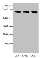 ACSS2 Antibody in Western Blot (WB)