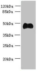 ABI3 Antibody in Western Blot (WB)