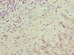 OR2H1 Antibody in Immunohistochemistry (Paraffin) (IHC (P))