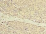 C20orf27 Antibody in Immunohistochemistry (Paraffin) (IHC (P))