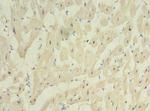 C20orf27 Antibody in Immunohistochemistry (Paraffin) (IHC (P))