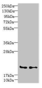 C20orf27 Antibody in Western Blot (WB)