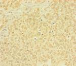 BTG4 Antibody in Immunohistochemistry (Paraffin) (IHC (P))