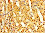 COPS7A Antibody in Immunohistochemistry (Paraffin) (IHC (P))