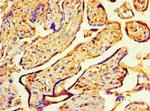 COPS7A Antibody in Immunohistochemistry (Paraffin) (IHC (P))