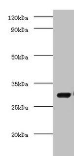 COPS7A Antibody in Western Blot (WB)