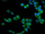 PRSS16 Antibody in Immunocytochemistry (ICC/IF)