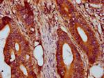 PRSS16 Antibody in Immunohistochemistry (Paraffin) (IHC (P))