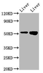 PRSS16 Antibody in Western Blot (WB)