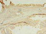 OCIAD1 Antibody in Immunohistochemistry (Paraffin) (IHC (P))